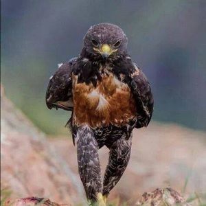 Meet your Posher, Abdul